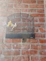 Couples de canaris Raza Espagnol, Femelle