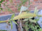 Doorbloeiende amandelwilg Semperflorens, Overige soorten, 100 tot 250 cm, Ophalen, Volle zon