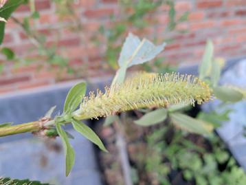 Doorbloeiende amandelwilg Semperflorens beschikbaar voor biedingen