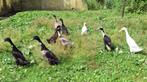 Indische loopeenden, Meerdere dieren, Eend