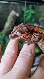 Rhacodactylus Auriculatus Gargoyle gekko vrouw, Dieren en Toebehoren