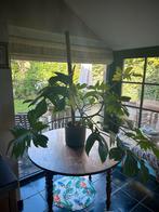 Philodendron florida ghost, Huis en Inrichting, Kamerplanten, Ophalen