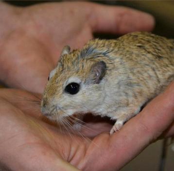 Jonge shawi gerbils, handtam beschikbaar voor biedingen