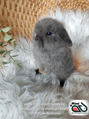 Raszuiver baby minilop konijn ram (transport mogelijk) beschikbaar voor biedingen