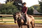 Super lieve D pony, Dieren en Toebehoren, B, Ruin, Dressuurpony, Gechipt