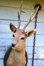 taxidermie, Ophalen