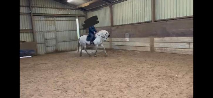 Prachtige 11 jarige ruin, Dieren en Toebehoren, Paarden, Ruin, Niet van toepassing, Minder dan 160 cm, 11 jaar of ouder, Gechipt