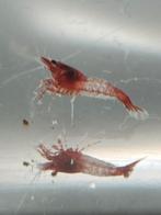 Neocaridina Red Rili, Dieren en Toebehoren, Kreeft, Krab of Garnaal, Zoetwatervis