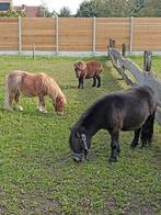 Lieve shetlanders te koop lees beschrijving prijs is vast, Dieren en Toebehoren, Pony's, Meerdere dieren, Gechipt