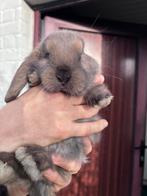 Hangoor konijn, Dieren en Toebehoren, Konijnen, Meerdere dieren, Groot, Hangoor, 0 tot 2 jaar