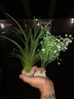 Aquariumplanten, Ophalen of Verzenden, Zo goed als nieuw