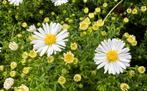 Hoge fijnstraal, erigeron, vaste plant, Jardin & Terrasse, Plantes | Jardin, Enlèvement, Plante fixe