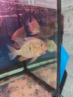 6 heckelii en 2 geophagussen te koop in groep, Dieren en Toebehoren, Vissen | Aquariumvissen