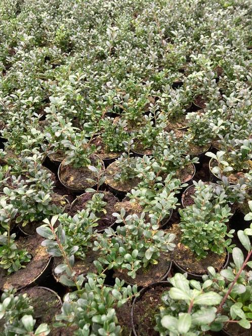 Ilex crenata 'Dark verde', Hagen en sierheesters., Tuin en Terras, Planten | Struiken en Hagen, Buxus, Minder dan 100 cm, Ophalen