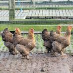 Broedeieren Brahma goudpatrijs, Dieren en Toebehoren, Pluimvee
