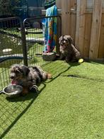 Mini Bernedoodle pups ( berner sennen x dwerpoedel), Dieren en Toebehoren, Honden | Chihuahua's en Gezelschapshonden, België, Overige rassen