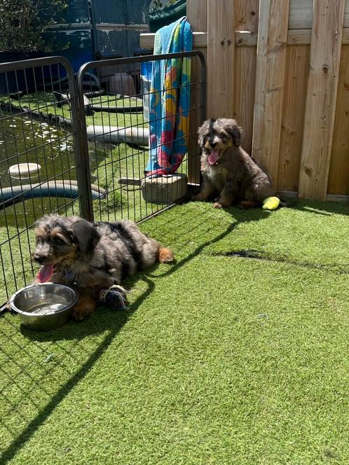 Mini Bernedoodle pups ( berner sennen x dwerpoedel), Dieren en Toebehoren, Honden | Chihuahua's en Gezelschapshonden, Meerdere dieren