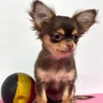 Chihuahua Choco tricolor (teefje) Belgische pup te koop, Dieren en Toebehoren, België, 15 weken tot 1 jaar, Handelaar, CDV (hondenziekte)