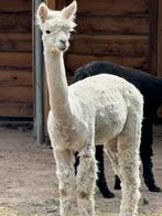 Alpaca hengst, Mannelijk