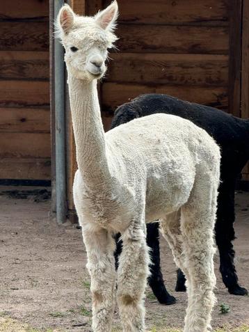 Alpaca hengst beschikbaar voor biedingen