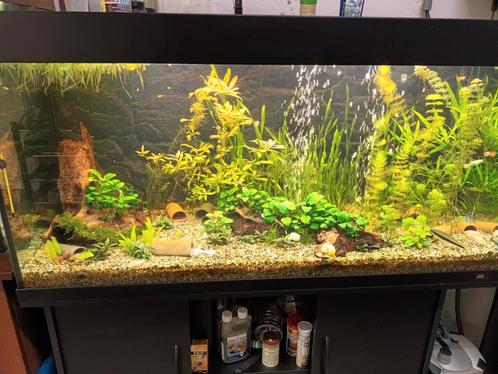Aquarium met vissen en toebehoren, Dieren en Toebehoren, Vissen | Aquaria en Toebehoren, Gebruikt, Ophalen