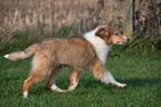 Schotse Collie pups te koop, Dieren en Toebehoren, 15 weken tot 1 jaar, Reu, Buitenland, Collie