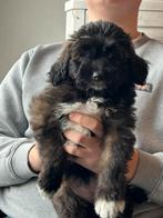 Doodle teefje, Dieren en Toebehoren, Honden | Chihuahua's en Gezelschapshonden, Poedel, België, CDV (hondenziekte), 8 tot 15 weken