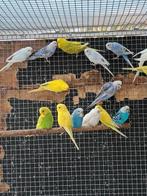 10 jonge grasparkietjes, Dieren en Toebehoren, Vogels | Parkieten en Papegaaien