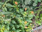 Nachtschone/ wonderbloemzaden - Mirabilis jalapa, Ophalen, Volle zon