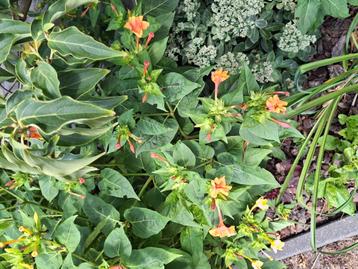 Nachtschone/ wonderbloemzaden - Mirabilis jalapa beschikbaar voor biedingen