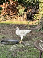 Araucana - witte Leghorn haan, gratis, Dieren en Toebehoren, Mannelijk, Kip