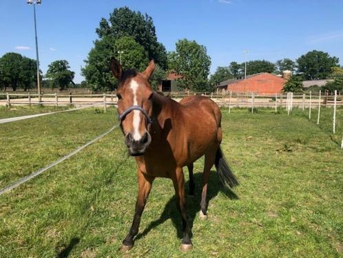 leuke merrie, Dieren en Toebehoren, Paarden, Merrie, Onbeleerd, Minder dan 160 cm, 7 tot 10 jaar, Westernpaard, Gechipt, Ontwormd