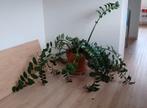 Zamioculcas, Huis en Inrichting, Kamerplanten, 100 tot 150 cm, Halfschaduw, In pot, Ophalen