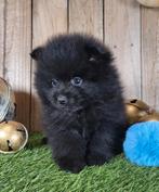 dwergkees pup / pomeranian / pom pup, Dieren en Toebehoren, België, Keeshond, Reu, CDV (hondenziekte)