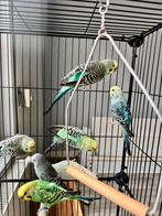 Pleasure perruche à vendre, Animaux & Accessoires, Perruche