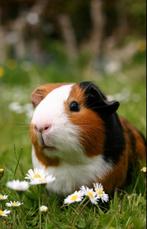 Gezocht: vrouwtjes cavia´s zonder thuis, Animaux & Accessoires, Rongeurs, Cobaye, Femelle