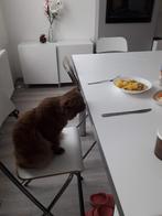 Plan de travail blanc 2m sur 1m, Maison & Meubles, Cuisine | Éléments de cuisine, Enlèvement