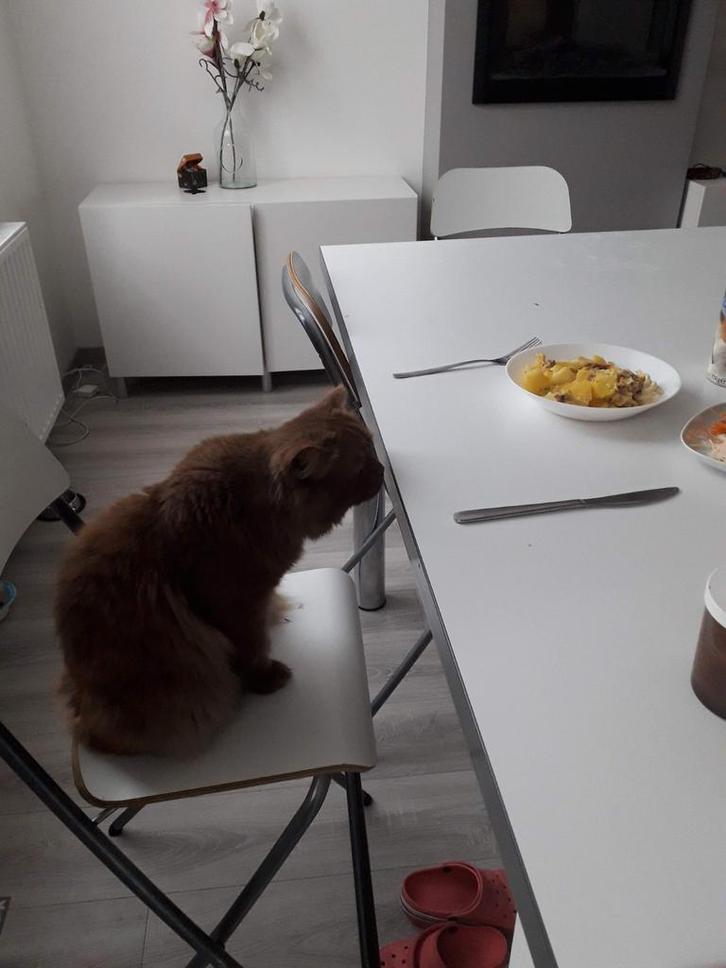 Plan de travail blanc 2m sur 1m, Huis en Inrichting, Keuken | Keukenelementen, Ophalen