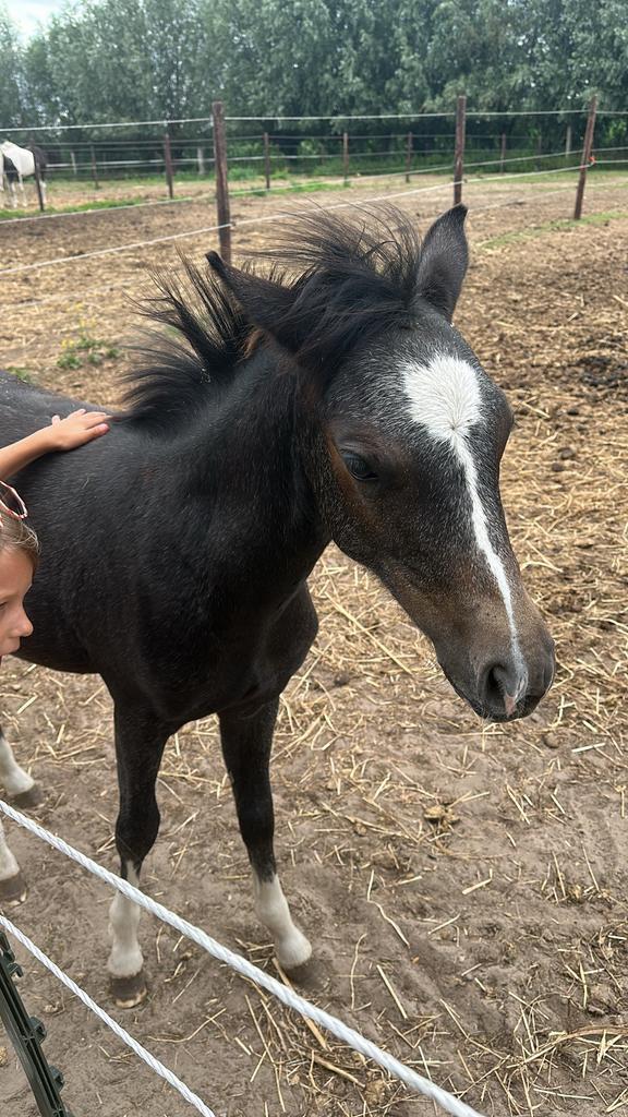 Veulen te koop (maart2025), Dieren en Toebehoren, Pony's, Merrie, Onbeleerd, B pony (1.17m tot 1.27m), Recreatiepony, 0 tot 2 jaar