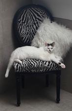 Zebra barok vintage stoel restauratie project, Ophalen, Overige materialen, Gebruikt, Barok