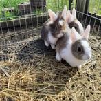 jonge tamme kleine konijntjes, Meerdere dieren, 0 tot 2 jaar