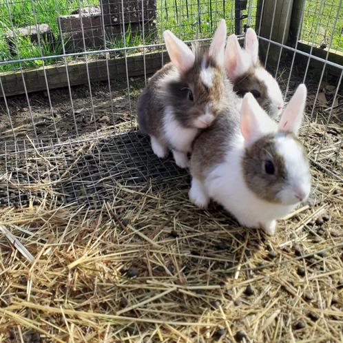 jonge tamme kleine konijntjes, Animaux & Accessoires, Lapins, Plusieurs animaux, 0 à 2 ans