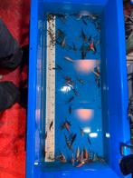 Jeunes kois européens, Carpe ou Koï