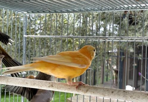 canaris, Animaux & Accessoires, Oiseaux | Canaris, Canari de couleur, Plusieurs animaux