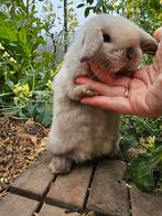 Minilop rammetje 8 weken, Dieren en Toebehoren, Klein