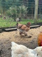 Brahma hennen, Dieren en Toebehoren, Pluimvee