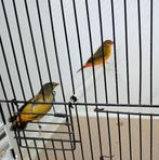 Koppel goudbuikjes geringd 2025, Dieren en Toebehoren, Meerdere dieren, Tropenvogel, Geringd