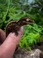 Gargoyle baby ongesext, Dieren en Toebehoren, Reptielen en Amfibieën