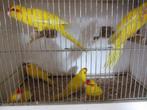 7 kakariki's, Dieren en Toebehoren, Vogels | Parkieten en Papegaaien, Parkiet