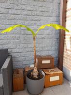 Bananenplant + pot, Enlèvement ou Envoi